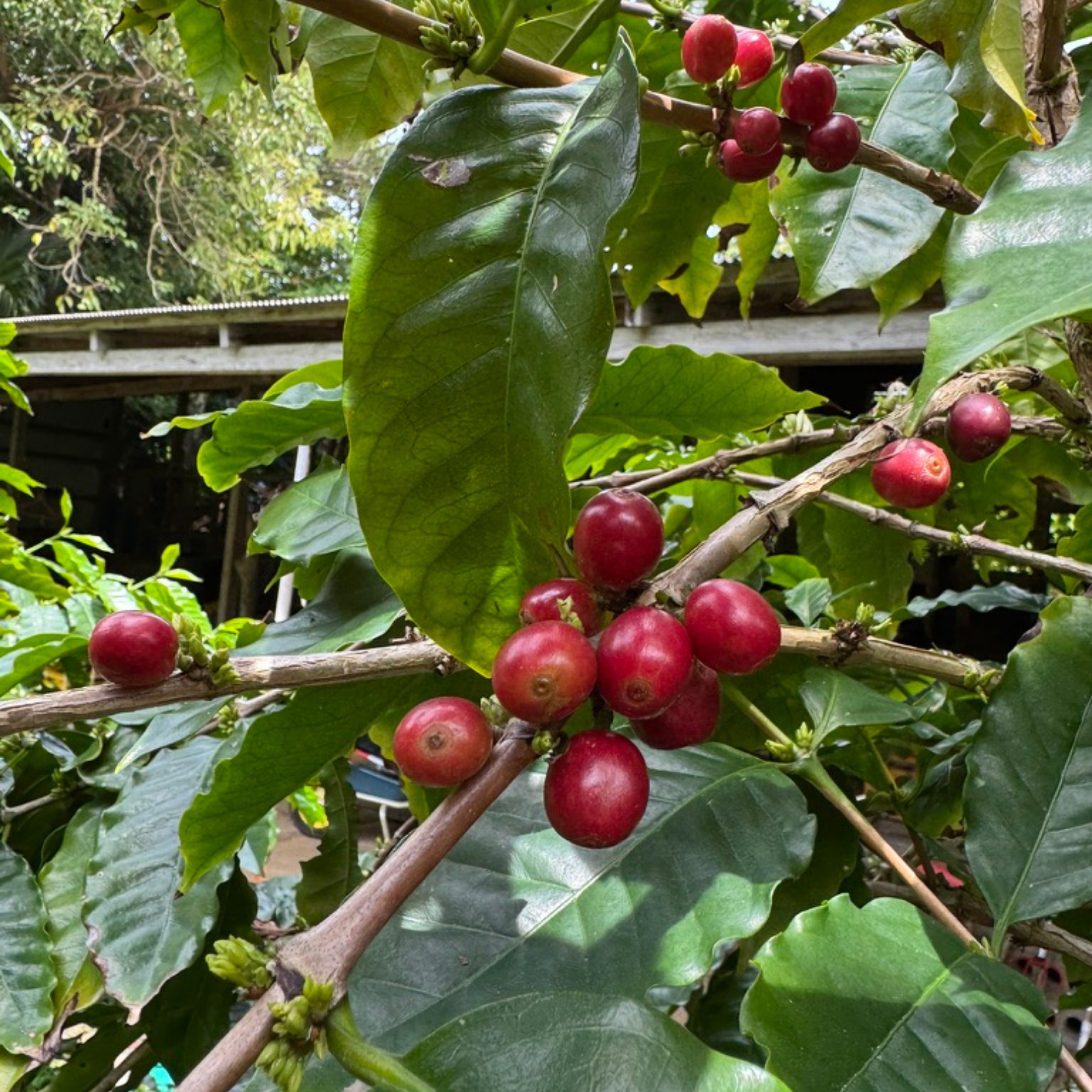 徳之島珈琲×豊島農園 「島じかん」テスト中 - 画像 (3)